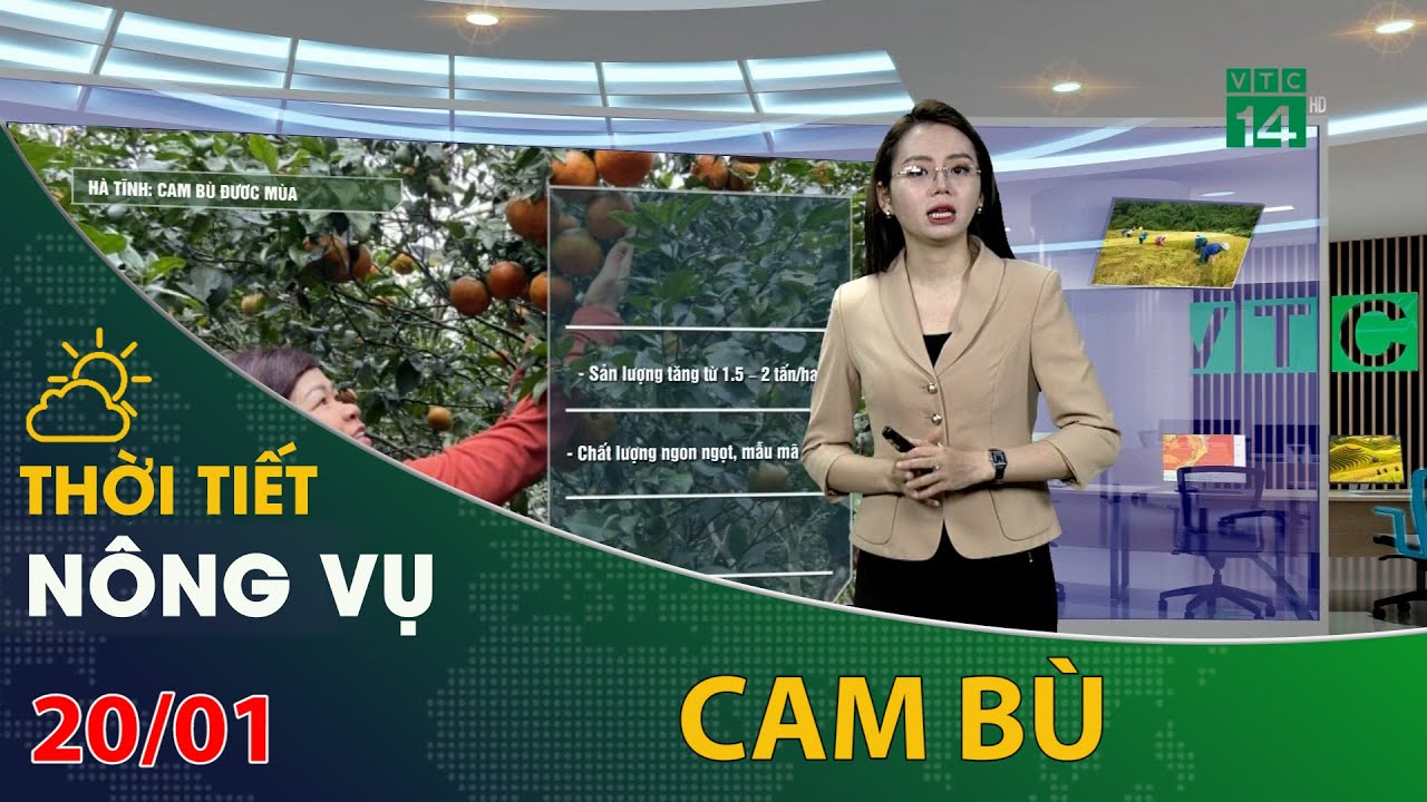 Thời tiết nông vụ 20/01/2022: Càm bù ở Hà Tĩnh được mùa 